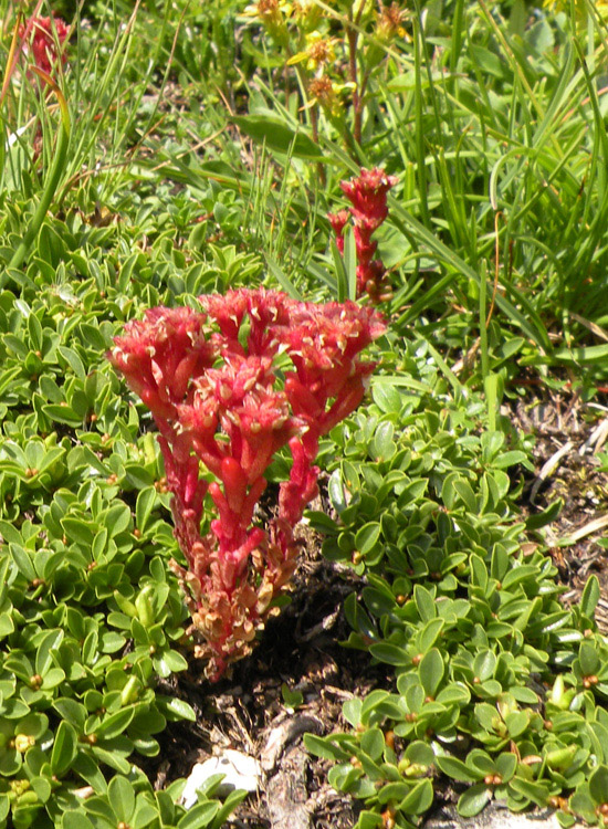 Sedum atratum